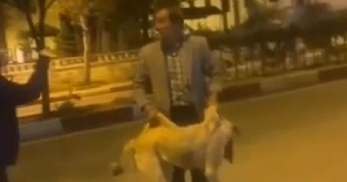 Sokak köpeğine yapılan müdahaleye tepki