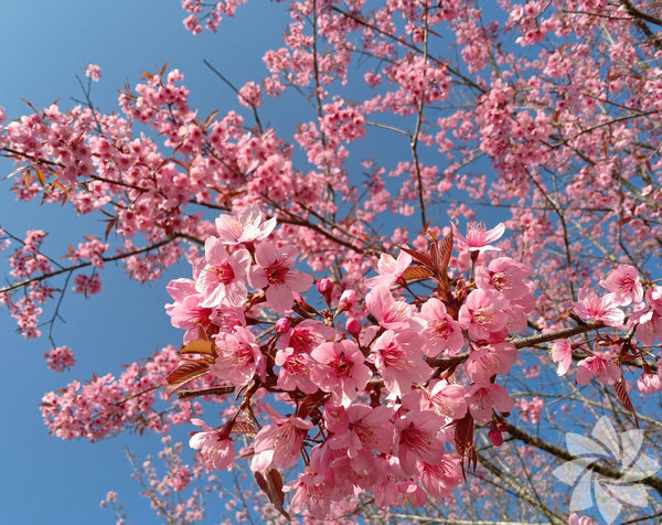 Sakura çiçeği hakkında bunları biliyor musunuz?